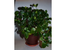 ��������� ��������