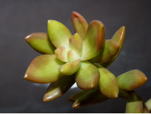 ����� (������) ����������