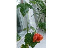 �������� ������