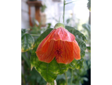 �������� ������