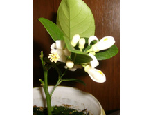 ���������� �������� ������1