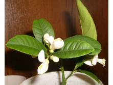 ���������� �������� ������2