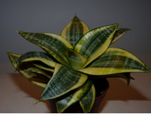 ���������� ���� Golden hahnii