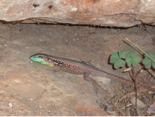 ������ �� ������ � ���� �����