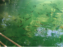 ���� � ����������� �����