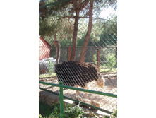 ���� ������������ -�������, ��� ��� ������ :)