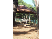 ��������� �������, ����������� �������..