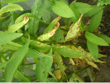 ������ ������