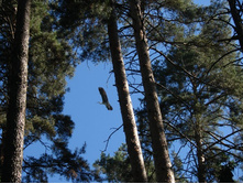 ����� �����