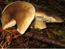 �� ��� � �����, ����� ����������.