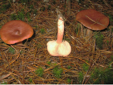 ����� ���� ����� ���� :)