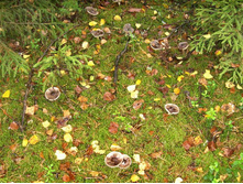 ��� � �������