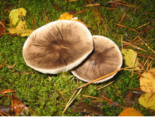 �� ����� ������ ������ � ����������