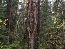 ������ � ��������������� �������