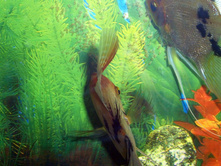 ����, ����, � - ������ ������� �����