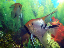 �������� � ������