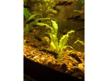 �����, ������������, ����������