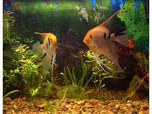 \"�� �� ��� �����...\"