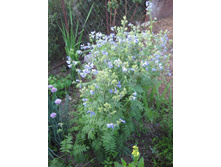 ������ �������