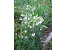 ������ �����