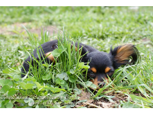 �.�. ������