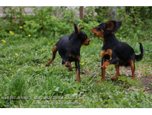 ����� - �.�. �������� � �.�. �������