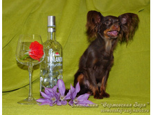 �.�. ��������