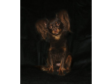 �.�. ��������