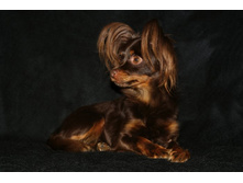 �.�. ��������