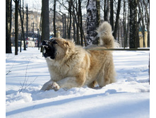 �.�. ����