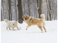 �.�. ����