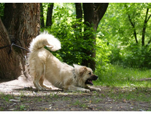 �.�. ����