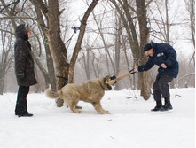 �.�. ������ �������