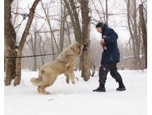 �.�. ������ �������