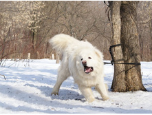 �.�. ��������