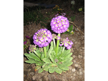 ������� �������������