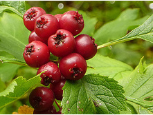 ��������� �������, 100�, 26,5�.