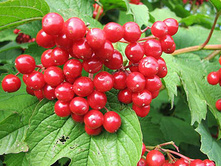 ������ �������, 100�, 35�.jpg