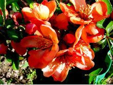 ���� ������.JPG