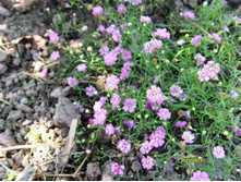 ���������� ��������.JPG