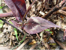 ����� ���������.JPG