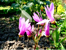 ����������� �������.JPG