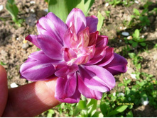 ������ �������.JPG