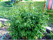 ���� ������. �����.JPG