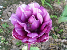 ������� ������ ��������.JPG