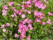 ����� ����������.JPG