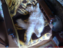 ����� ����