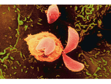 �������� �������.jpg