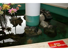 ��������. nexX-2