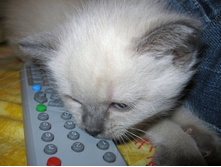 ���ڣ� �������� �� ������